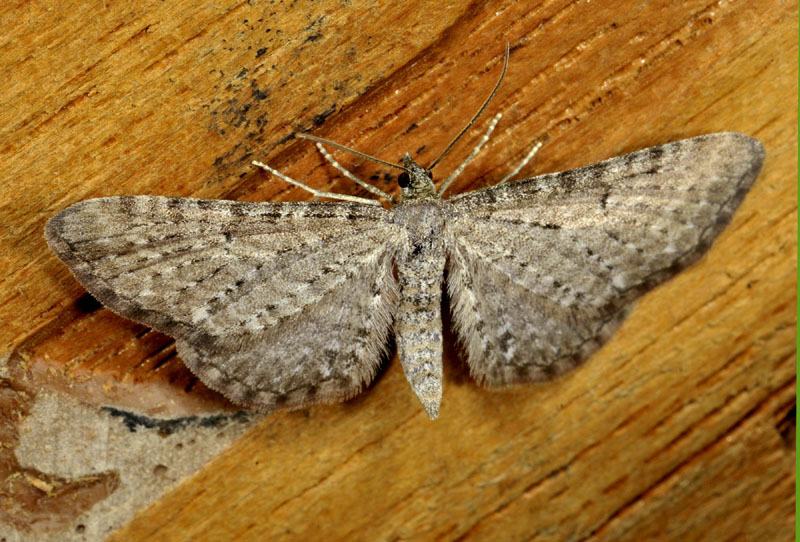 Eupithecia tantillaria ed Eupithecia satyrata